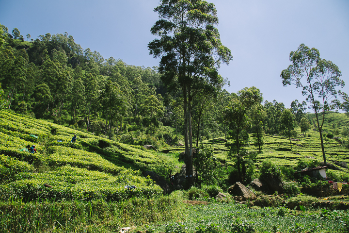 SriLanka_TukTukTrip_201767