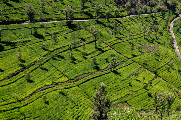SriLanka_TukTukTrip_201768