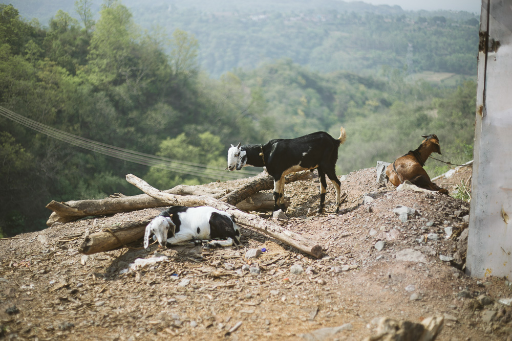 Himachal_Indien-4