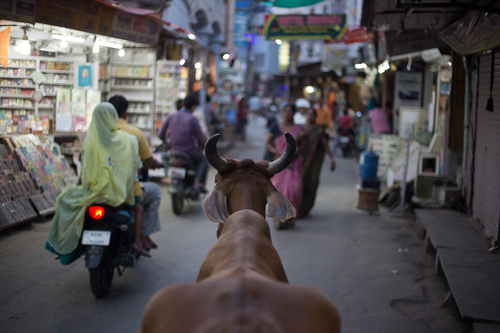 Puskar_Indien-6