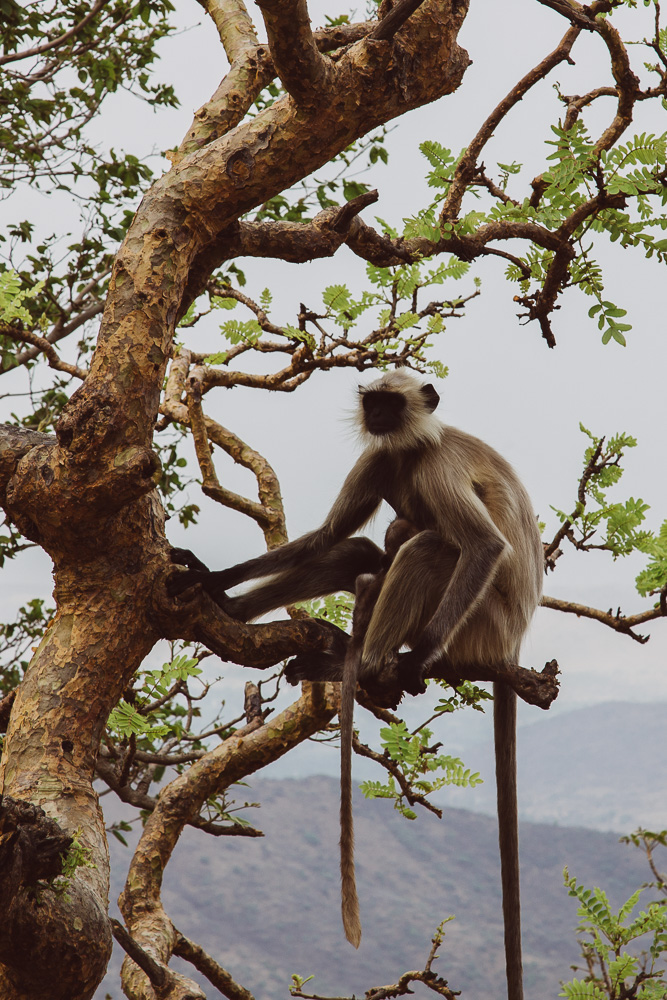 Udaipur_Indien-20