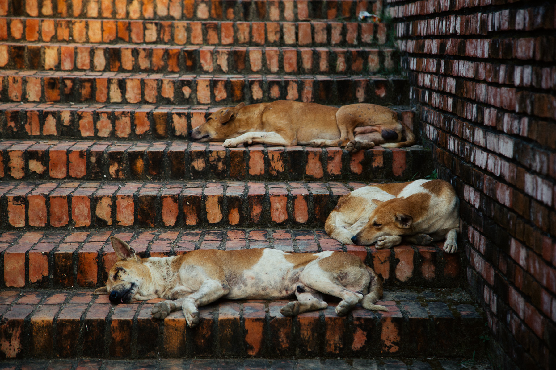 Lumbini_Nepal_2017-1374
