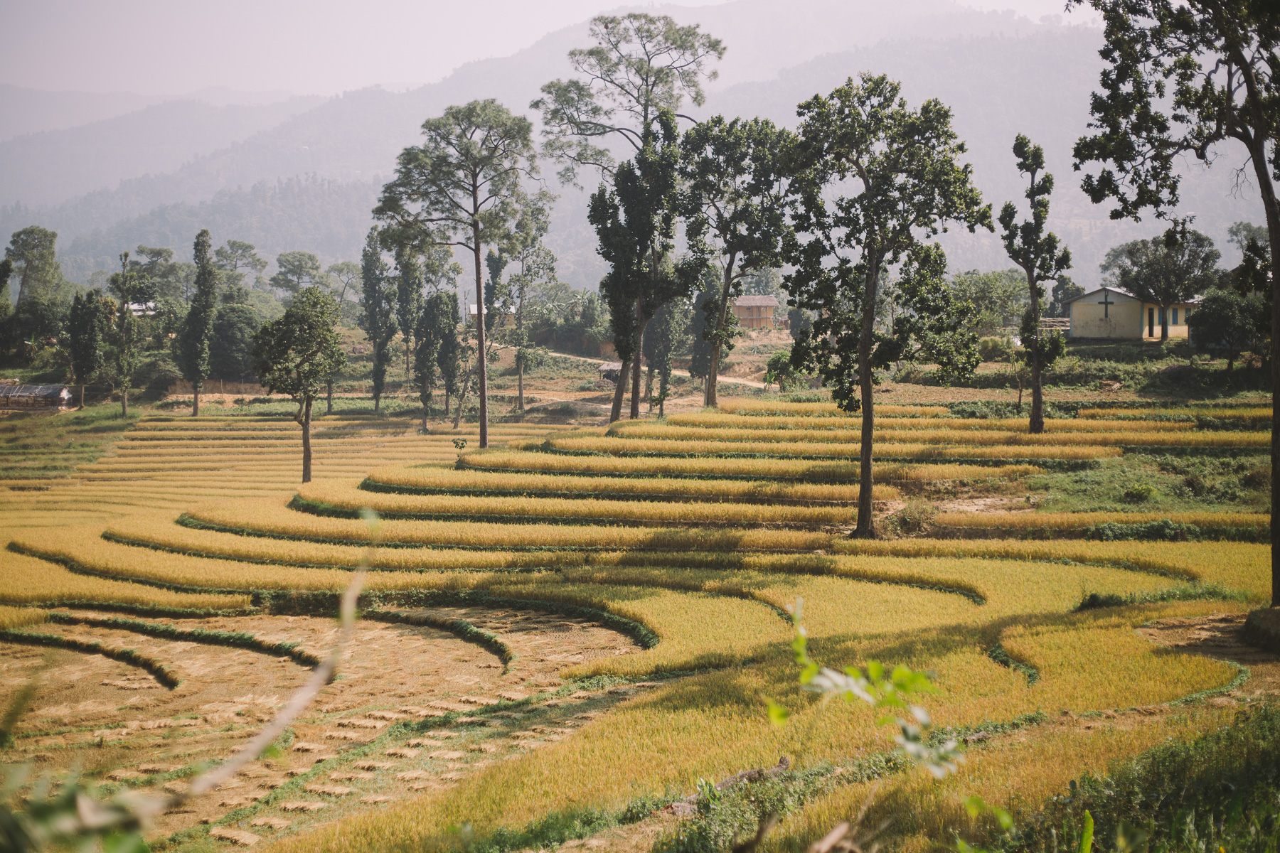 Rice_Terrace_West_Nepal_2017-1027