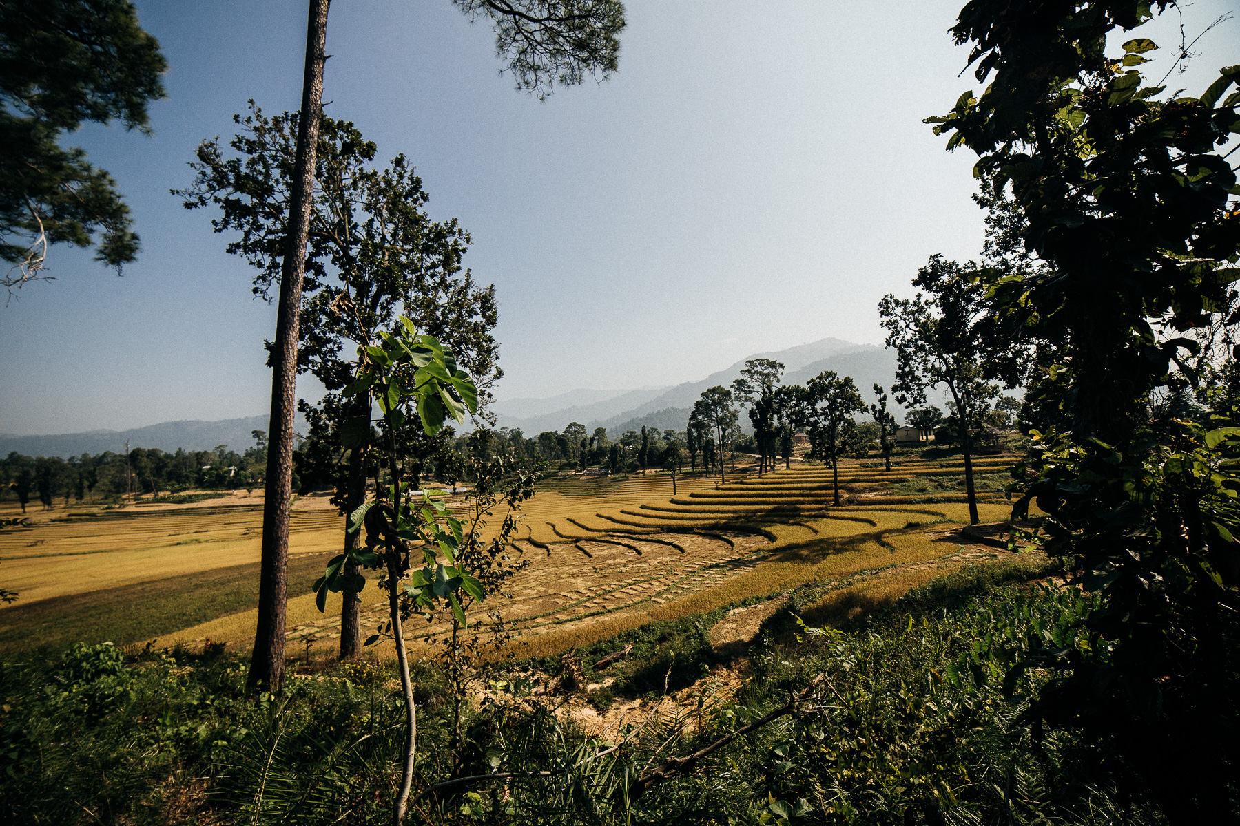 Rice_Terrace_West_Nepal_2017-1032